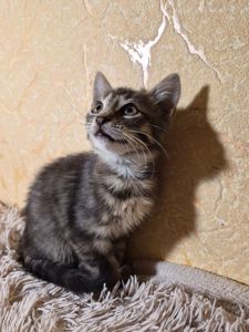 Сірий котик шукає родину