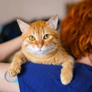 Покинуті коти шукають сім'ю
