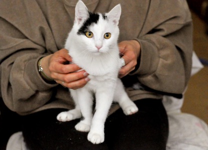 Кошеня Локі