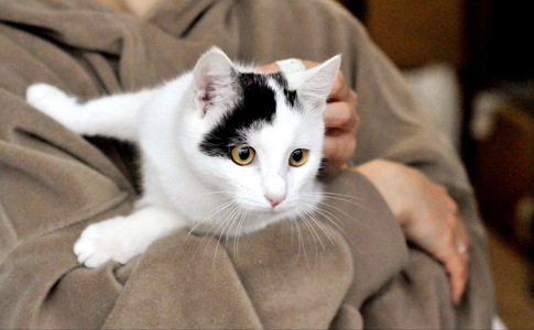 Кошеня Локі
