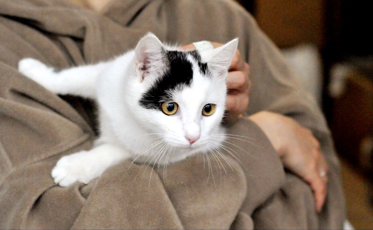 Кошеня Локі