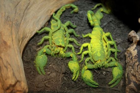 Скорпіон