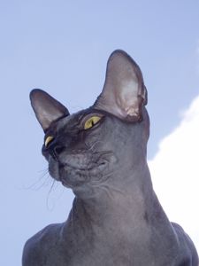 донський сфінкс