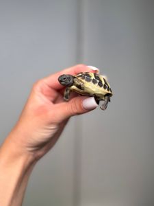 Маленькі сухопутні черепахи для дітей, черепашка маленька. балканська черепаха, ручна черепаха