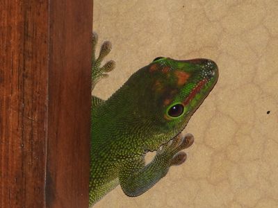 Мадагаскарський гекон