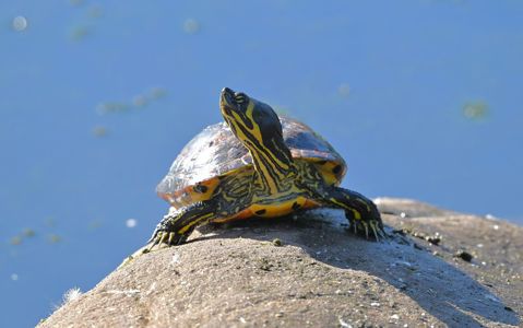 Водная черепаха