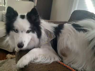 Помскі