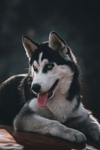 Сибірський