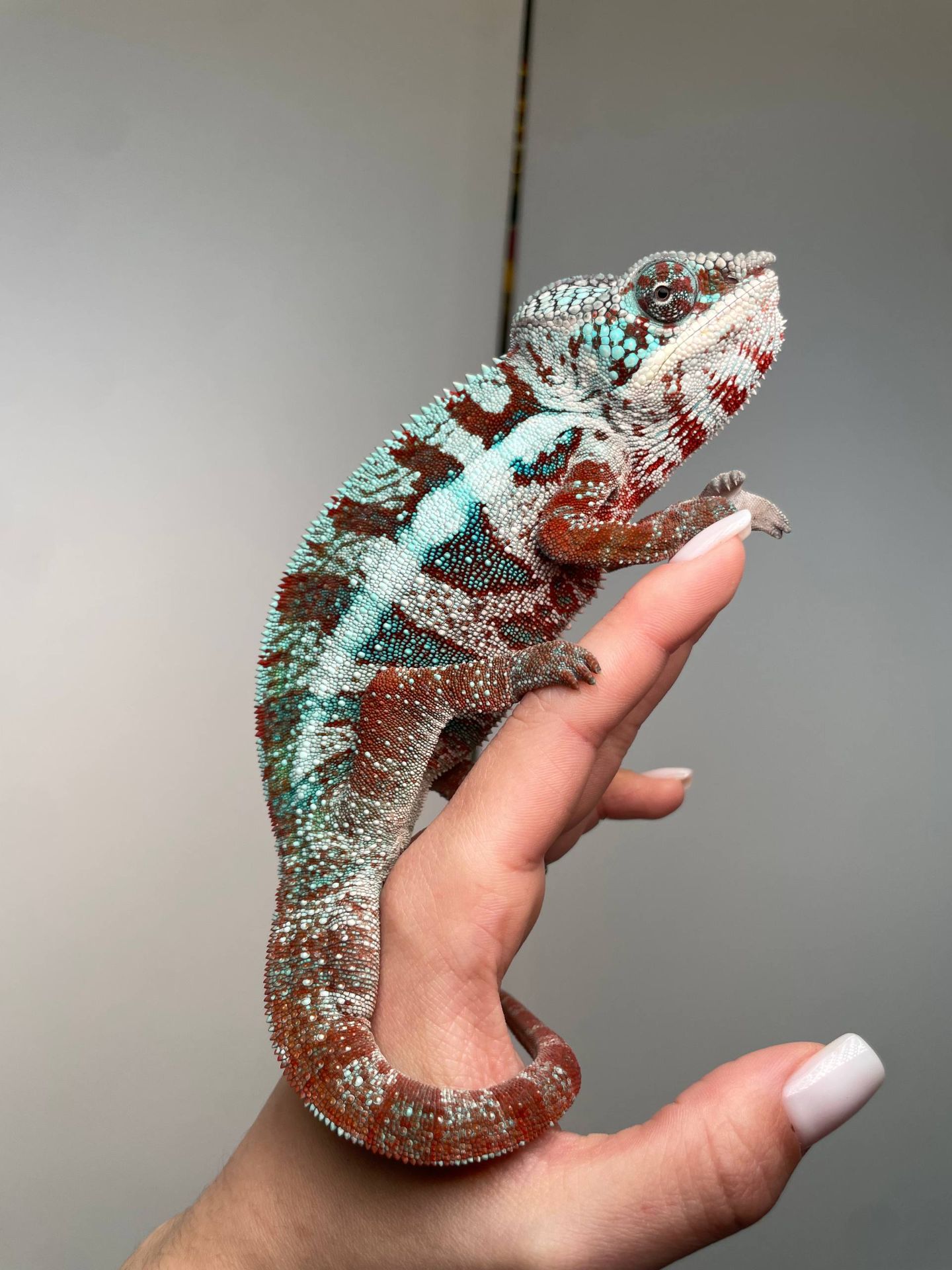 Пантеровий хамелеон, яркий хамелеон, хамелеоны, пантеровый хамелеон самец, леопардовый хамелеон