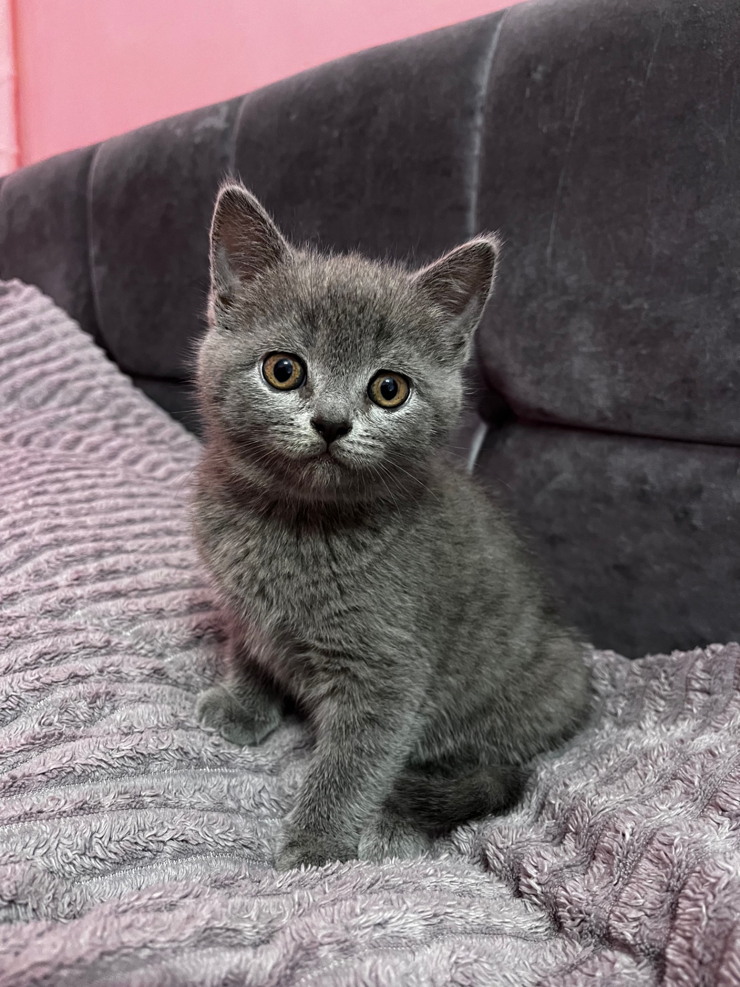 Продається шотландське кошеня
