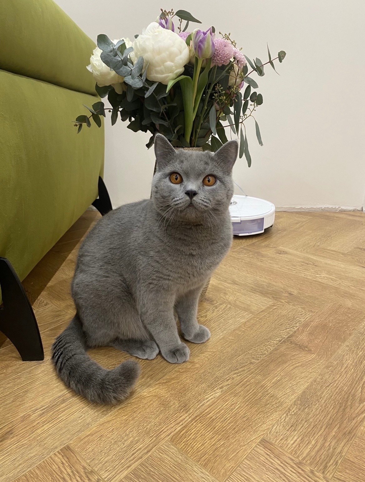Продається шотландське кошеня