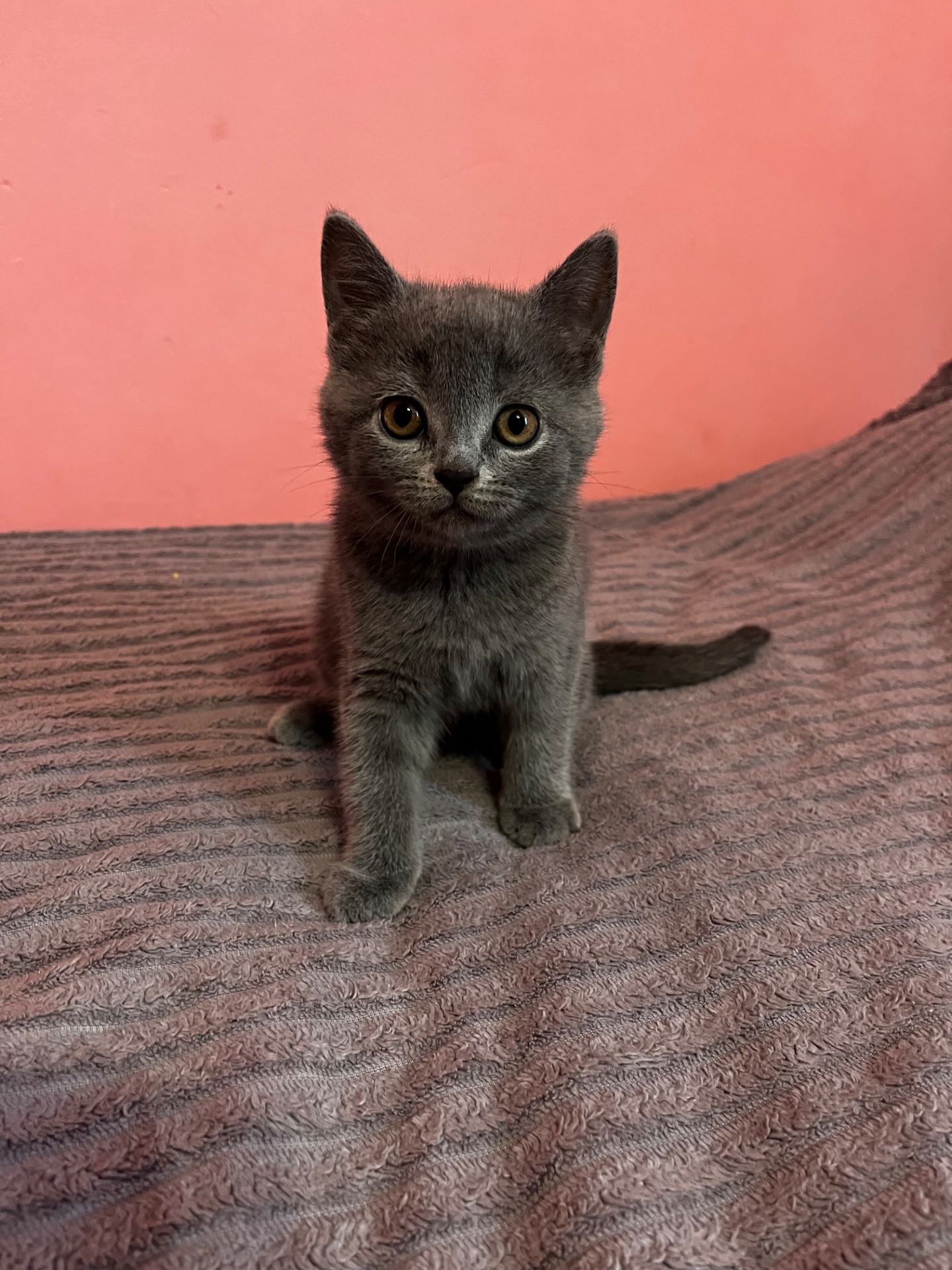 Продається шотландське кошеня
