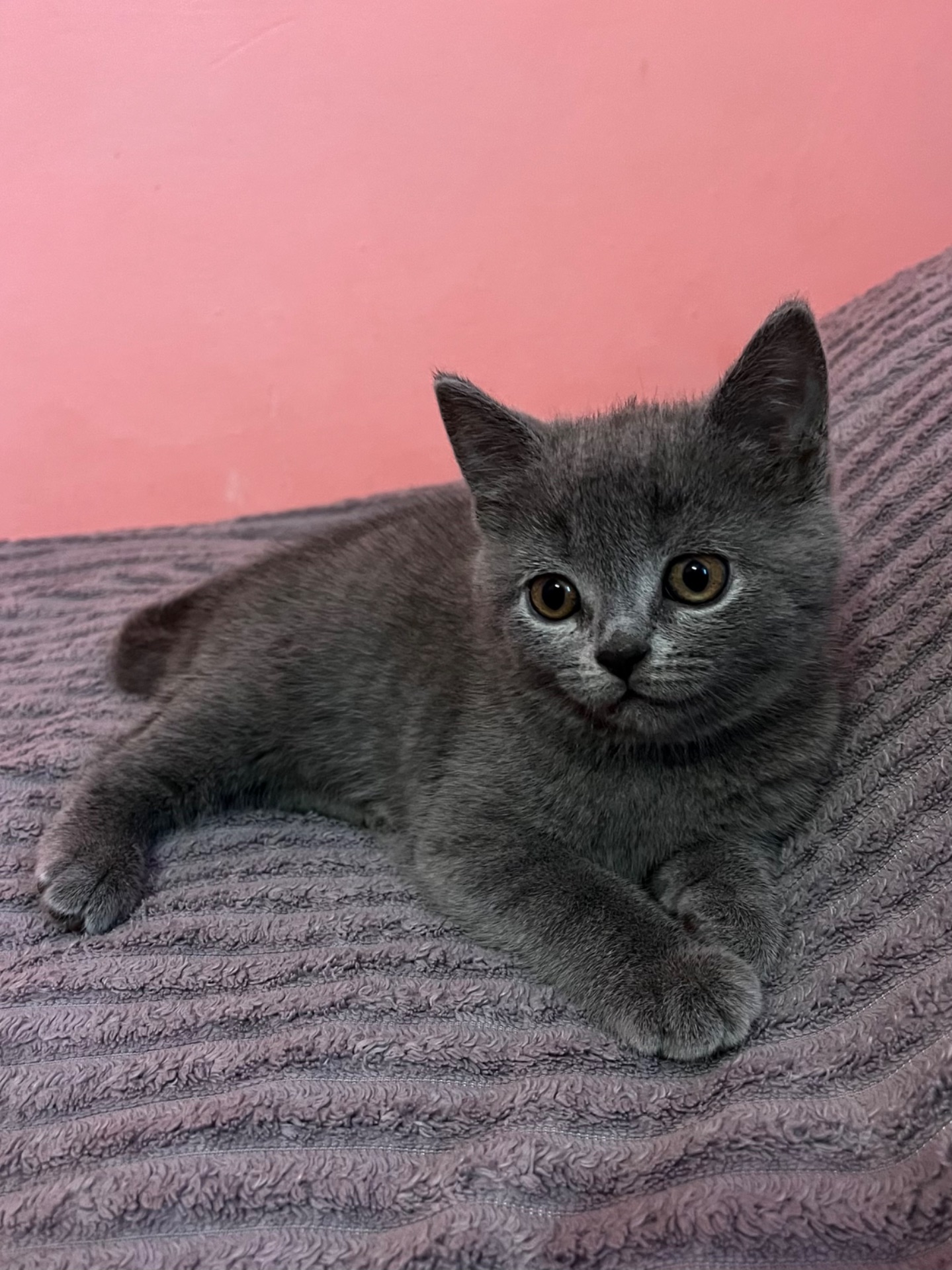 Продається шотландське кошеня