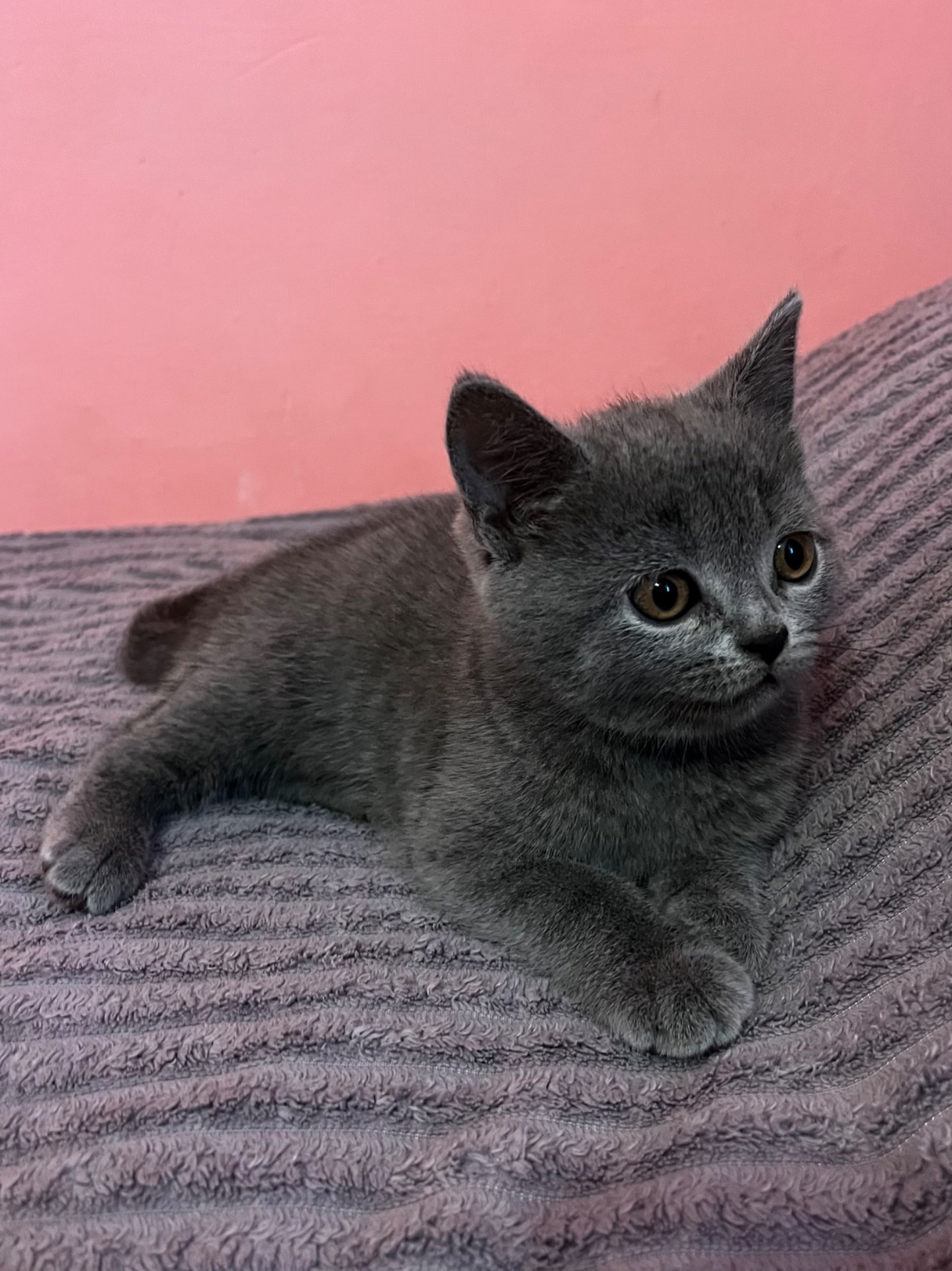 Продається шотландське кошеня