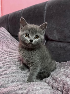 Продається шотландське кошеня