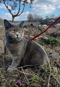 Продається шотландське кошеня