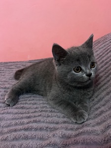 Продається шотландське кошеня