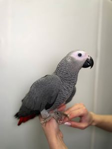 Ручные жако, говорящие ручные попугаи, краснохвостый жако, ручной выкормиш жако
