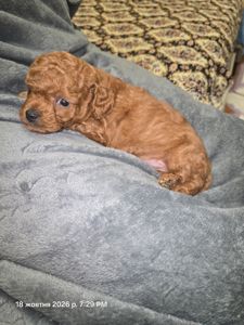 🐩❤️ Цуценя той-пуделя червоного забарвлення — Харків