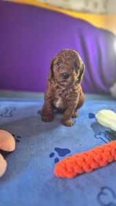 🐩❤️ Цуценя той-пуделя червоного забарвлення — Харків