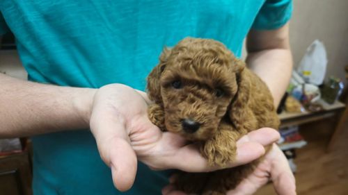 🐩❤️ Цуценя той-пуделя червоного забарвлення — Харків