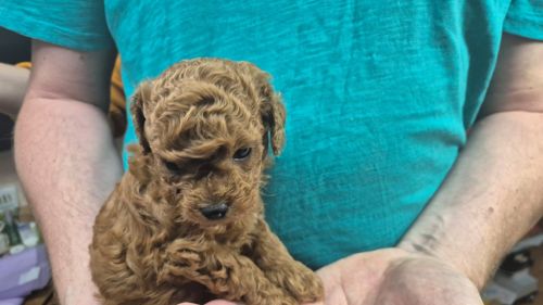 🐩❤️ Цуценя той-пуделя червоного забарвлення — Харків