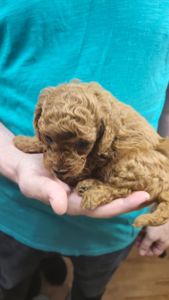 🐩❤️ Цуценя той-пуделя червоного забарвлення — Харків