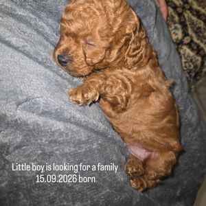 🐩❤️ Цуценя той-пуделя червоного забарвлення — Харків