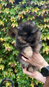 Померанські шпіци, цуценята хлопчики