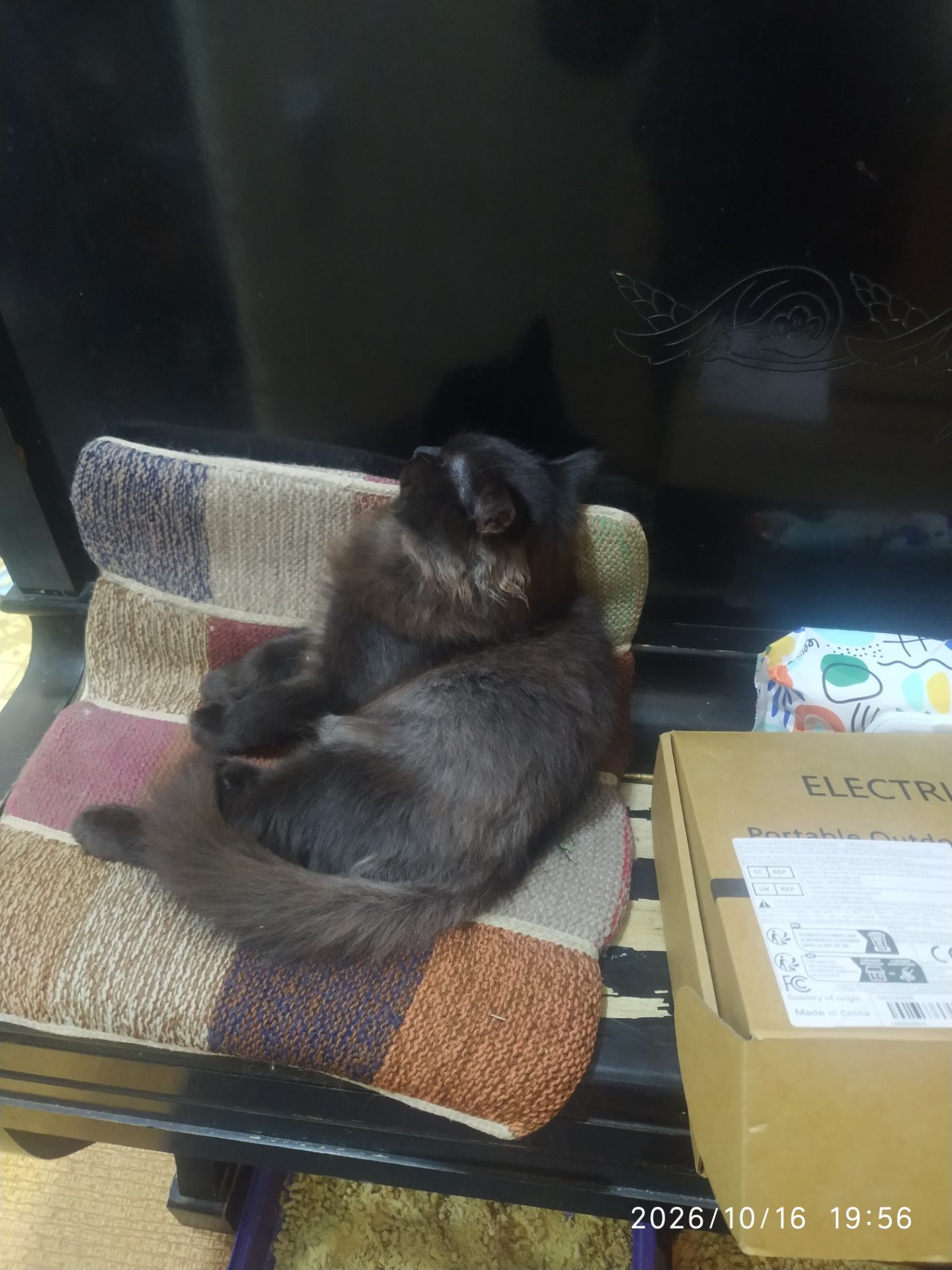 Дівчинка породи (Хайленд-фолд)(Скоттіш-страйт) Окрас Чорний дим