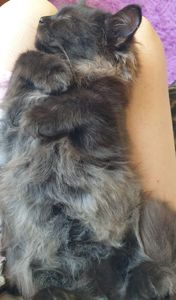 Дівчинка породи (Хайленд-фолд)(Скоттіш-страйт) Окрас Чорний дим