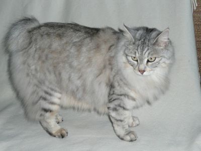 Курильський бобтейл