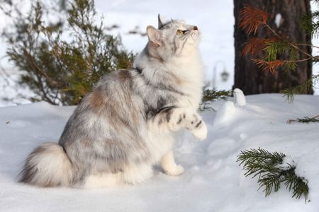 Курильський бобтейл