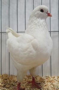 Голуб
