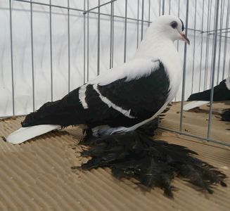 Голуб
