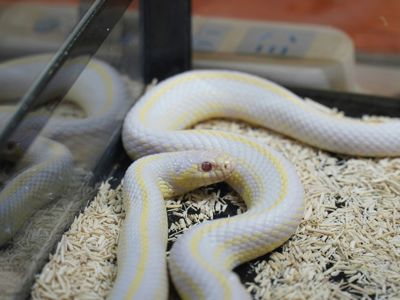 Каліфорнійська королівська змія альбіно