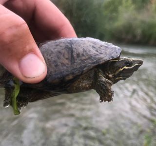 Мускусна черепаха