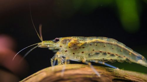 Креветка