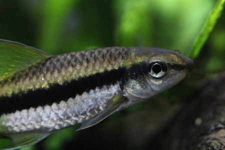 Сиамский водорослеед