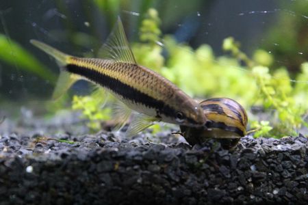Сиамский водорослеед