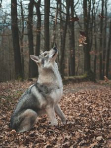 Чехословацкая волчья