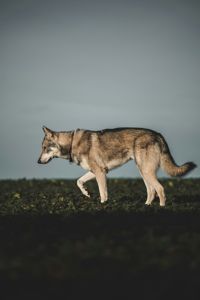 Чехословацкая волчья