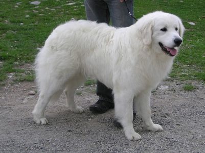 Словацкий чувач