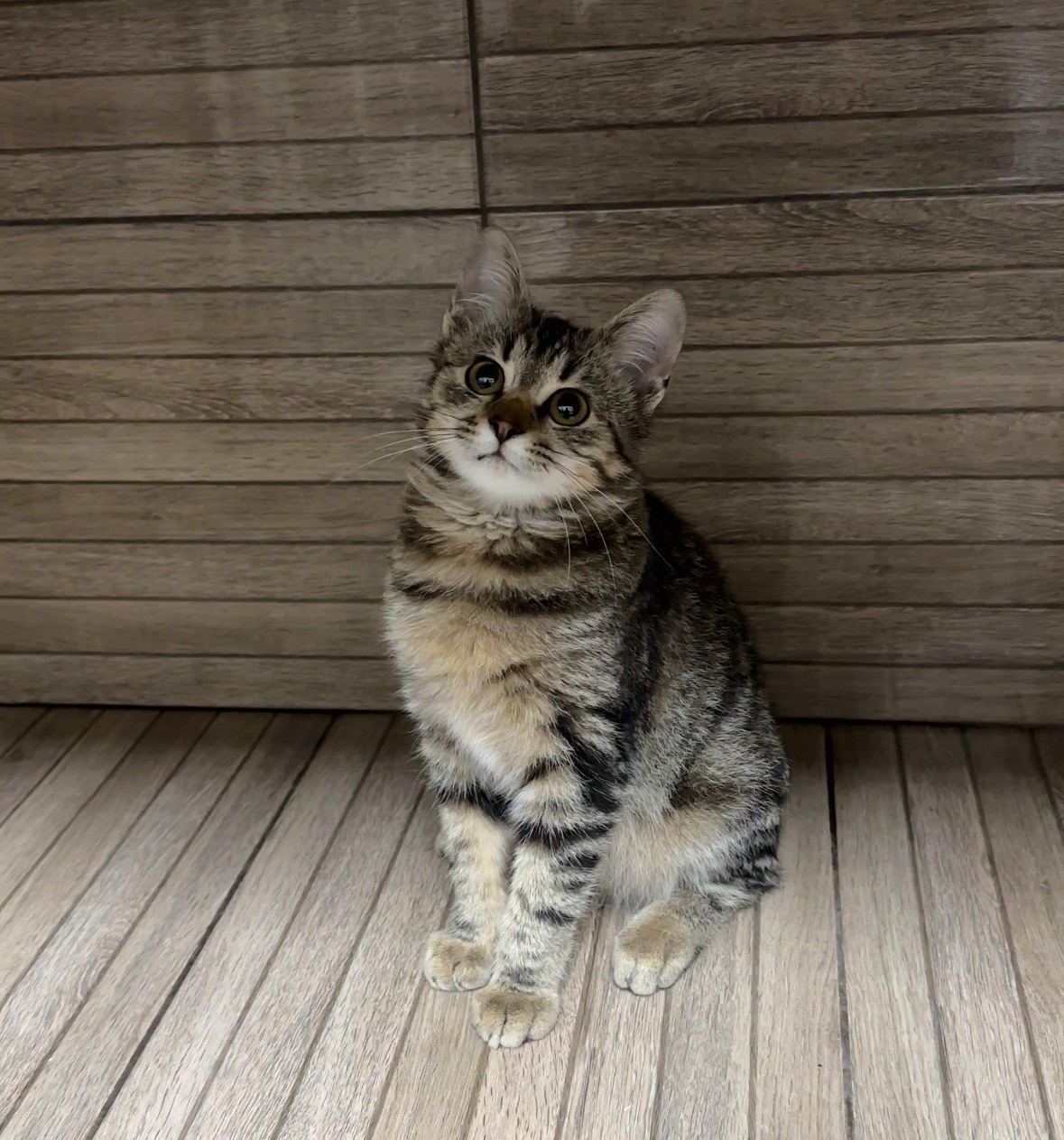 Кошенятко, врятований з військових позицій