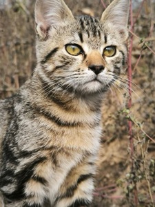 Кошенятко, врятований з військових позицій