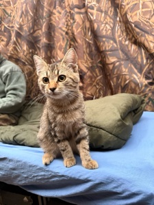 Кошенятко, врятований з військових позицій