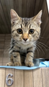Кошенятко, врятований з військових позицій