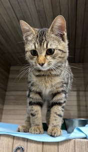 Кошенятко, врятований з військових позицій
