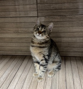 Кошенятко, врятований з військових позицій