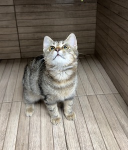 Кошенятко, врятований з військових позицій
